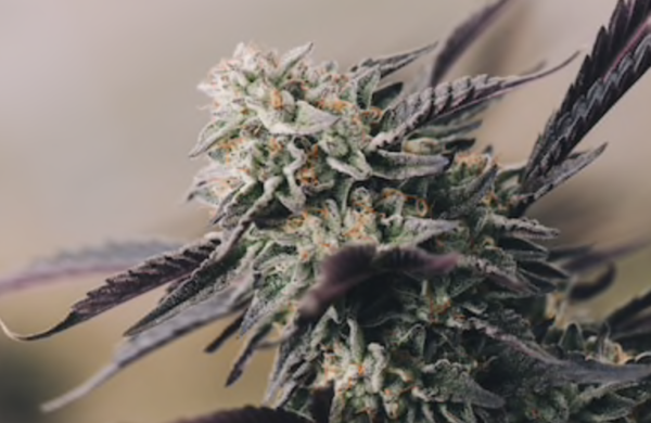 Dry Cannabis