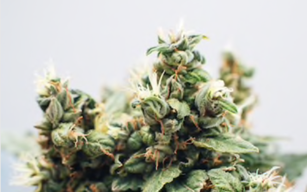 Dried cannabis